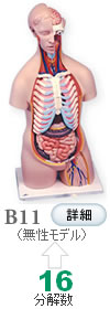 人体解剖模型B11 標準型トルソー、16分解、無性