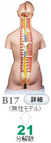 人体解剖模型B17　標準型トルソー、21分解、無性、背側開放型