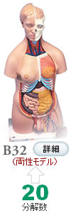 人体解剖模型B32 トルソー、20分解、両性