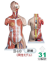 人体解剖模型B40 筋肉トルソー、31分解、両性、背側開放