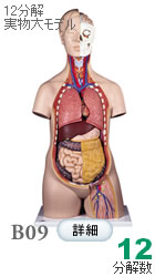 人体解剖模型B09 標準型トルソー、12分解、無性