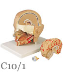 �����͌^C10/1�A3�����t
