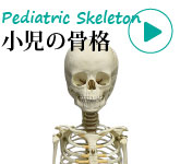 小児骨格模型