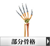 �l�̖͌^�E�������i�͌^