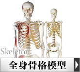 �l�̂̑S�g���i�͌^�ցB���g��A1/2�k�ڌ^�ȂǁB