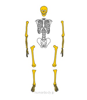 �l�̑S�g���i�͌^�̕���