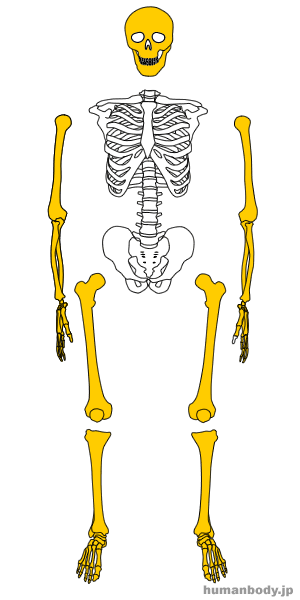 人体全身骨格模型の分解