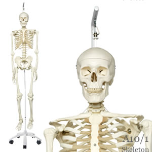人体模型・”スタン”標準型骨格模型、吊り下げ型スタンド仕様