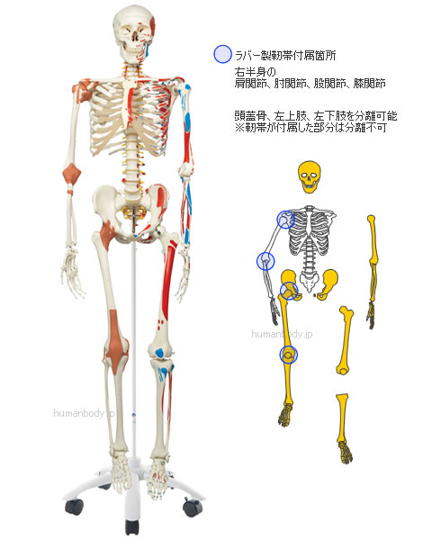 全身骨格模型A13は頭蓋骨、左上肢、下肢を分離できます。