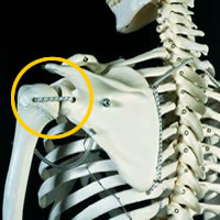 骨格模型の肩関節