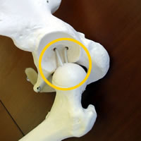 骨格模型の股関節