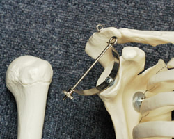 人体骨格模型の肩関節
