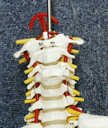 人体骨格模型の頚椎
