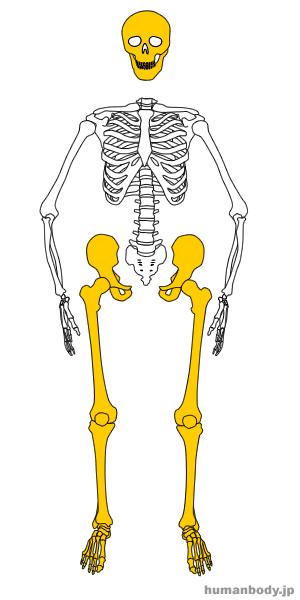人体全身骨格模型の分解