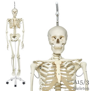 「フィル」理学療法用骨格模型、吊り下げ型スタンド仕様