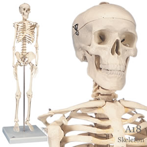 人体全身骨格模型　A18“ショーティー”1/2縮尺型全身骨格模型、直立型スタンド仕様