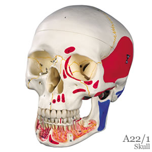 頭蓋骨模型下顎開放・筋色表示、3分解型A22/1