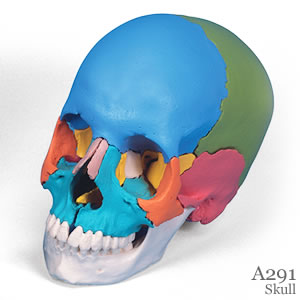 頭蓋骨模型22分解キット、マルチカラー仕様