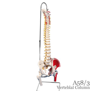 脊柱可動型模型、大腿骨、筋・起始／停止表示付