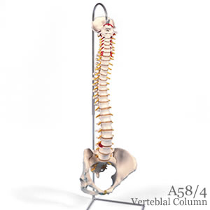 脊柱可動型模型、女性骨盤仕様