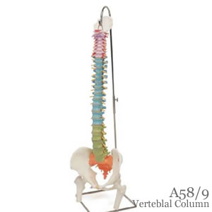 脊柱可動型カラー模型、大腿骨付