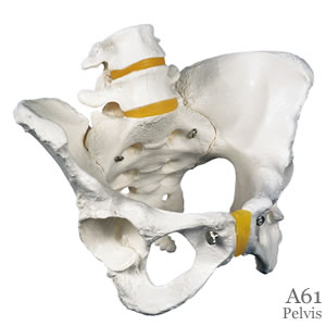 女性骨盤模型A61