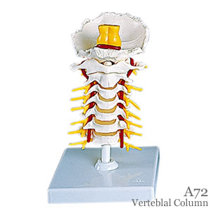 頚椎模型