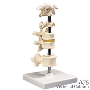 6個の脊椎模型