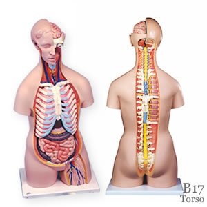人体解剖模型B17