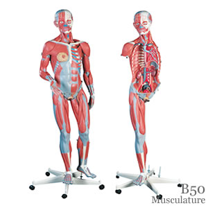 筋肉解剖模型、45分解、両性B50