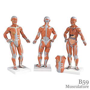 筋肉解剖模型B59