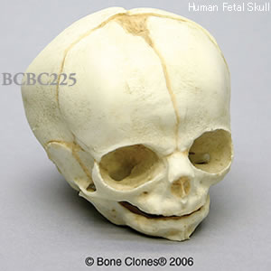 BCBC225 胎児頭蓋骨模型　30週