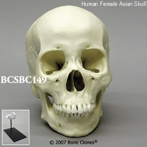 BCSBC149 アジア人女性頭蓋骨模型