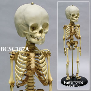 BCSC187A 小児全身骨格模型 14ヶ月