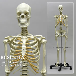 BCSC211A アジア人女性全身骨格模型