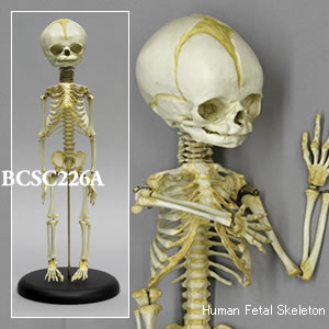 BCSC226A 胎児全身骨格模型 32週・Flexible