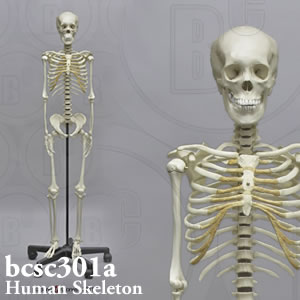 全身骨格模型(推定15から18才) BCSC301A