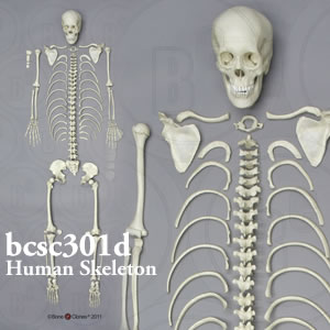 全身骨格模型・分離型（推定15から18才） BCSC301D