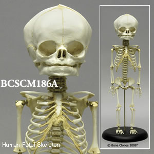 BCSCM186A 胎児全身骨格模型 40週
