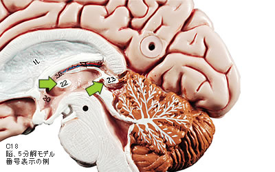 C18 脳5分解模型の番号表示