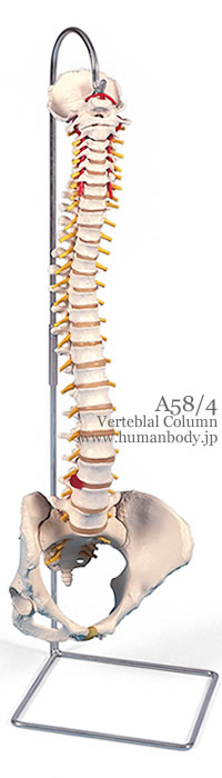 脊柱可動型模型、女性骨盤仕様