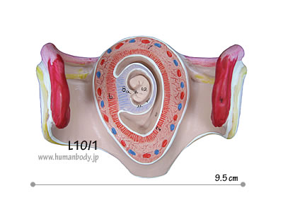 �D�P1�����̎q�{�Ƒَ�