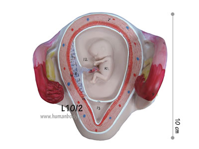 �D�P2�����̎q�{�Ƒَ�