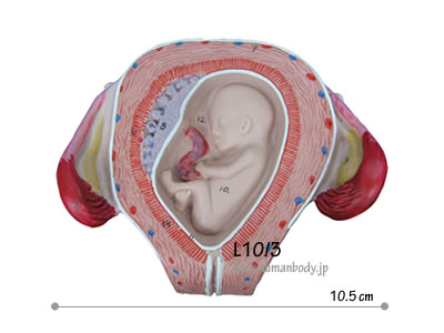 �D�P3�����̎q�{�Ƒَ�