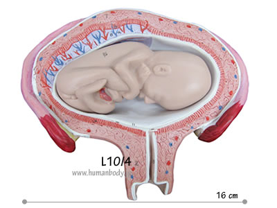 �D�P4�����̎q�{�Ƒَ�