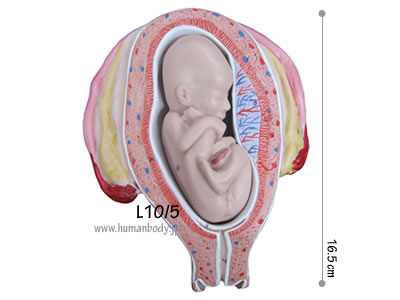 �D�P5�����̎q�{�Ƒَ�