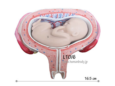 �D�P5�����̎q�{�Ƒَ�