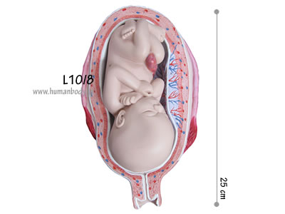 �D�P7�����̎q�{�Ƒَ�