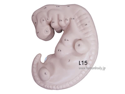 4�T�Ԗڂَ̑�