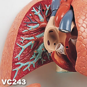 肺の解剖模型・開放状態